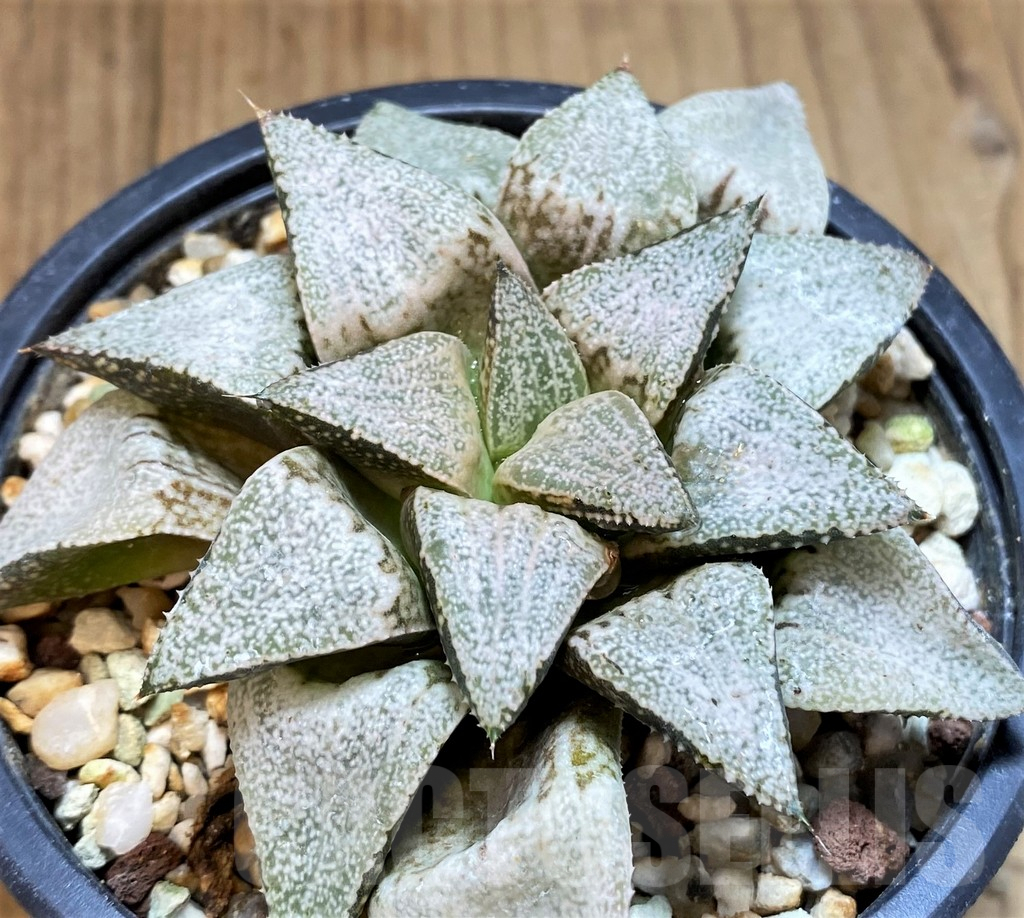 SH3382 Haworthia picta 'Hakusenden' - immagine 2