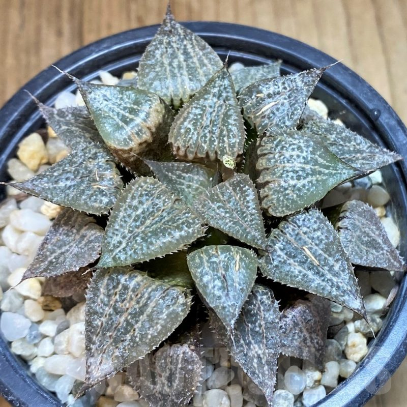 SH3383 Haworthia emelyae hybrid