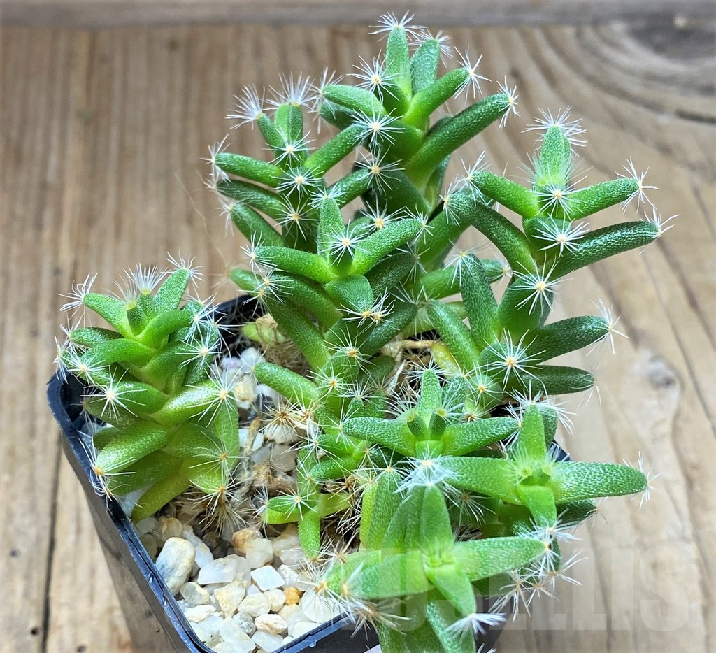 SHPR10400 Trichodiadema densum - Image 2