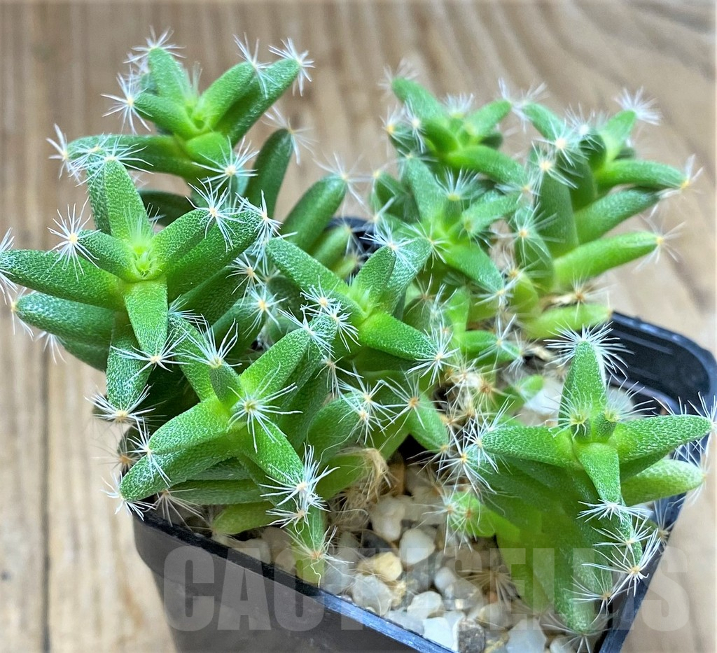 SHPR10400 Trichodiadema densum