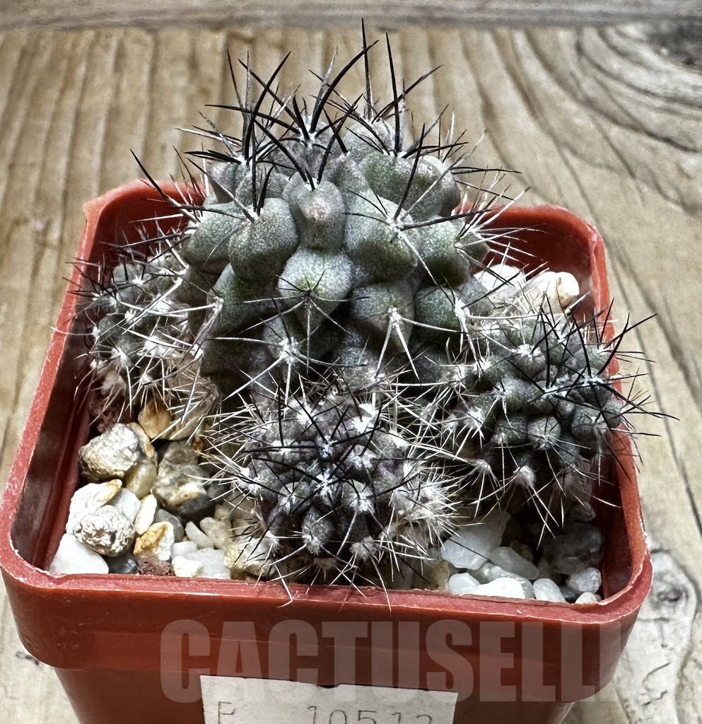 SHPR10513 Neoporteria curvispina v. echinus - Image 2