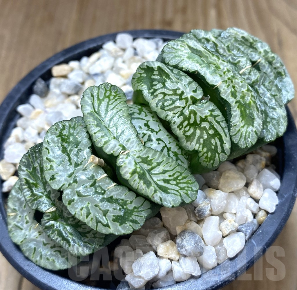 SHPR10600 Haworthia truncata 'Jade Star'