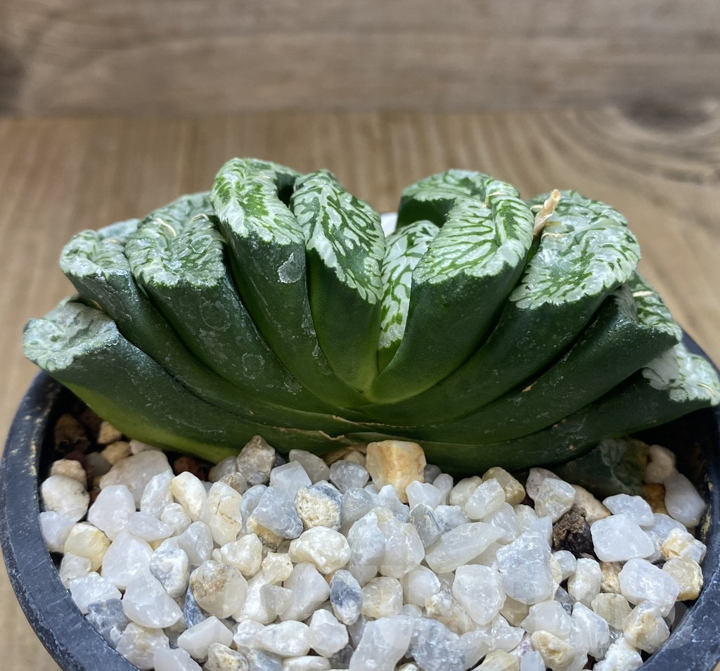 SHPR10600 Haworthia truncata 'Jade Star' - Image 2
