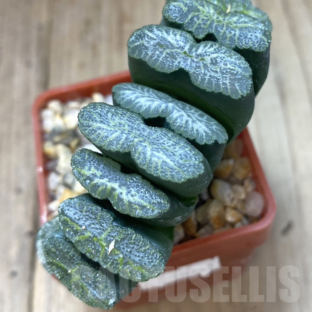 SHPR10303 Haworthia truncata -Japan - seedling