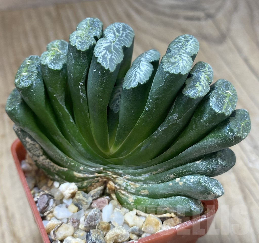 SHPR10303 Haworthia truncata -Japan - seedling - immagine 2