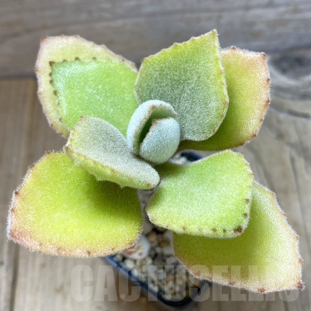 SHPR10645 Kalanchoe beharensis 'Fang'