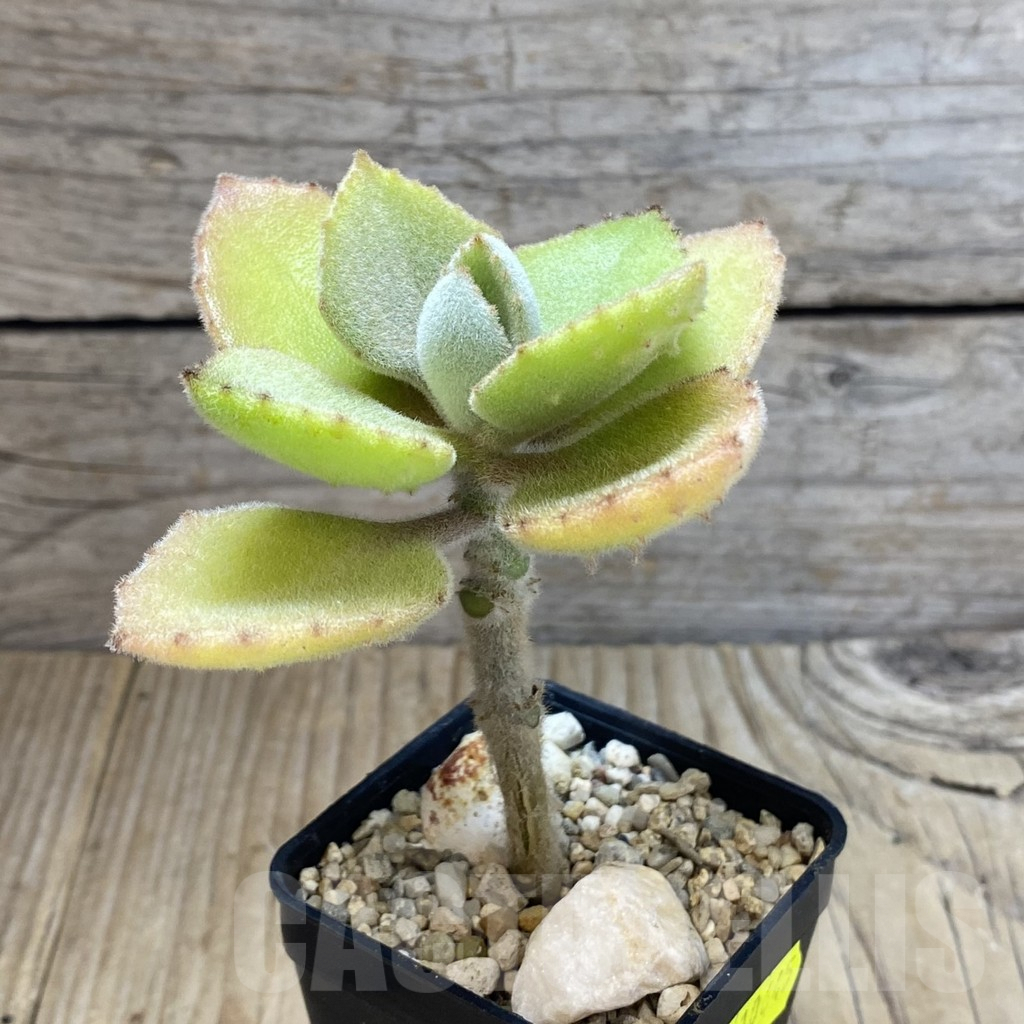 SHPR10645 Kalanchoe beharensis 'Fang' - Image 2
