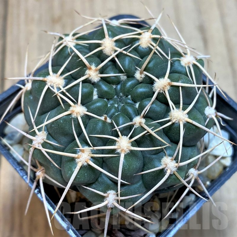 SH124 Gymnocalycium kroenleinii