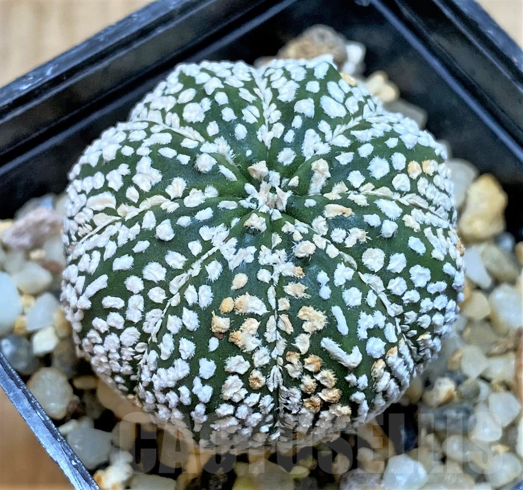 SH159 Astrophytum asterias ‘Super Kabuto’ hybrid