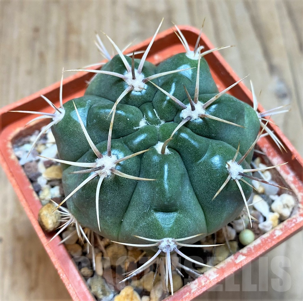 SH180 Gymnocalycium achirasense v. kainradliae LB480 - Image 2