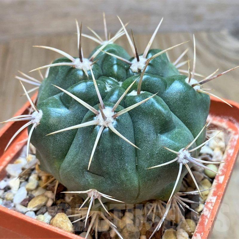 SH180 Gymnocalycium achirasense v. kainradliae  LB480