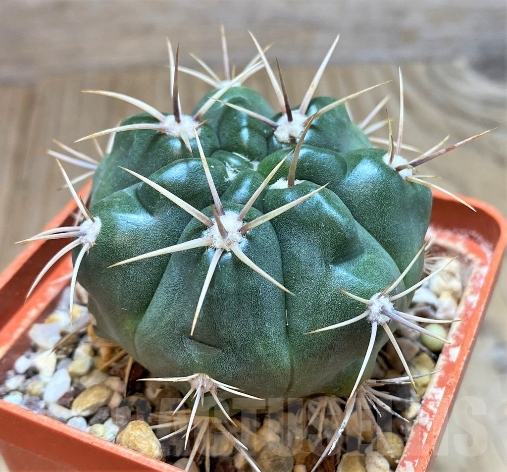 SH180 Gymnocalycium achirasense v. kainradliae LB480