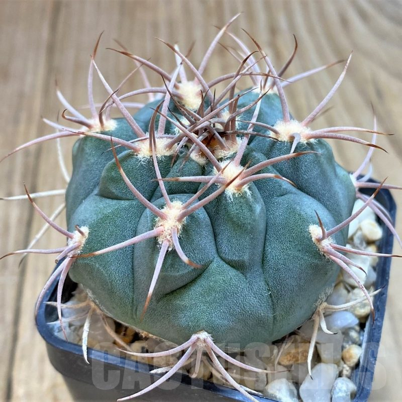 SH126 Gymnocalycium valnicekianum