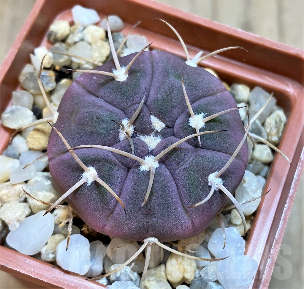 SH182 Gymnocalycium bayrianum