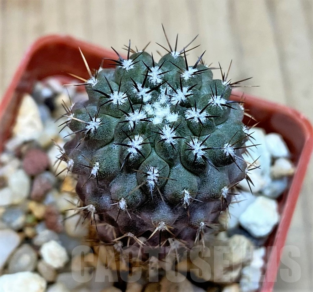 SH185 Neochilenia simulans