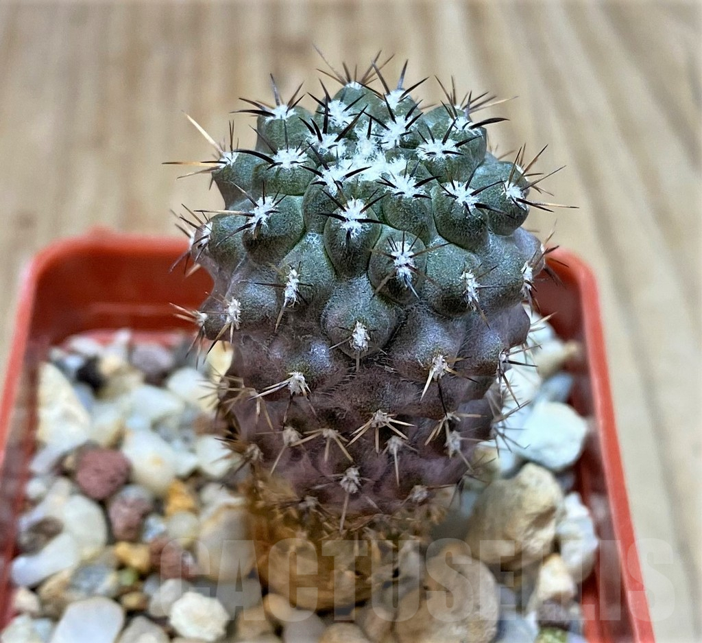 SH185 Neochilenia simulans - Image 2