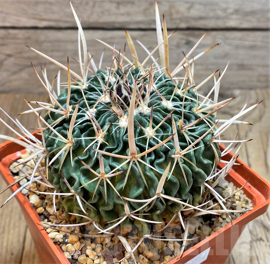 SH189 Echinofossulocactus phyllacanthus old 12 years – Bild 3