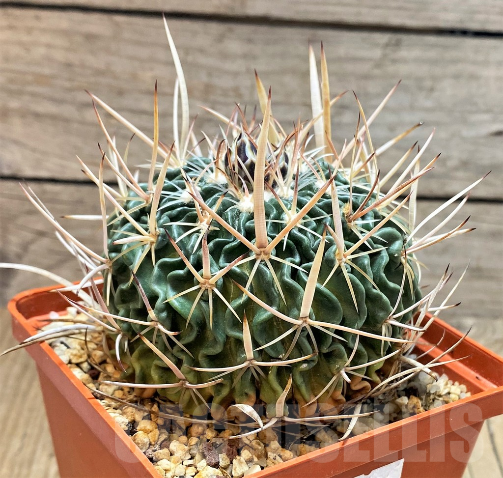 SH189 Echinofossulocactus phyllacanthus old 12 years