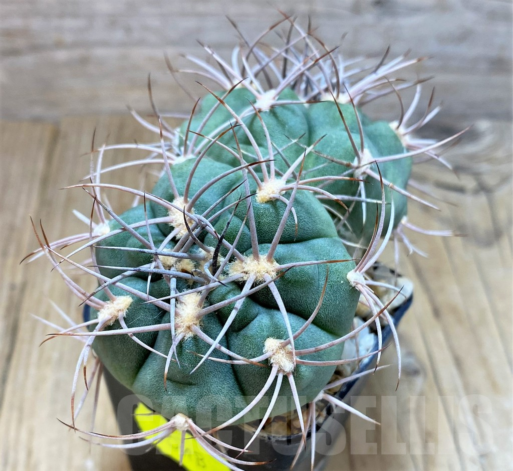 SH129 Gymnocalycium ambatoense