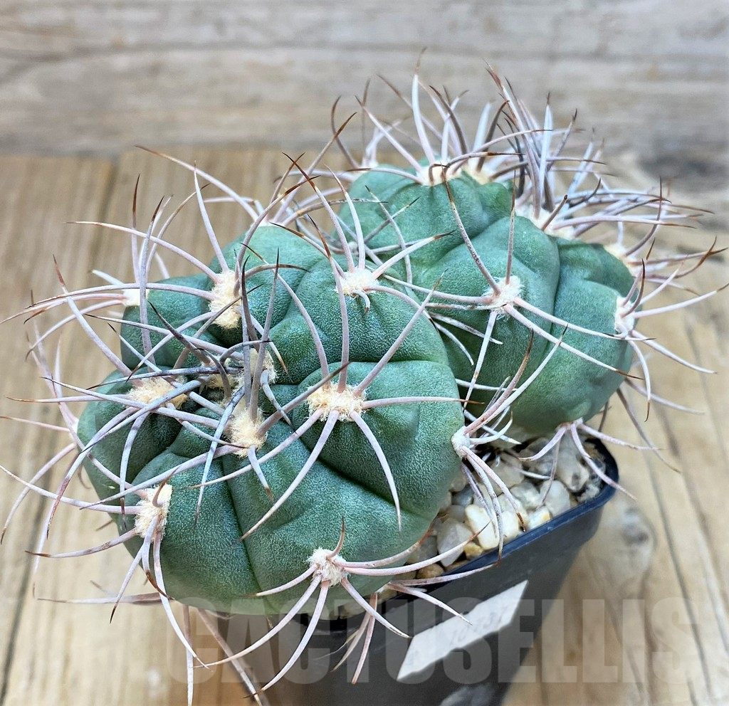 SH129 Gymnocalycium ambatoense - 画像 (2)