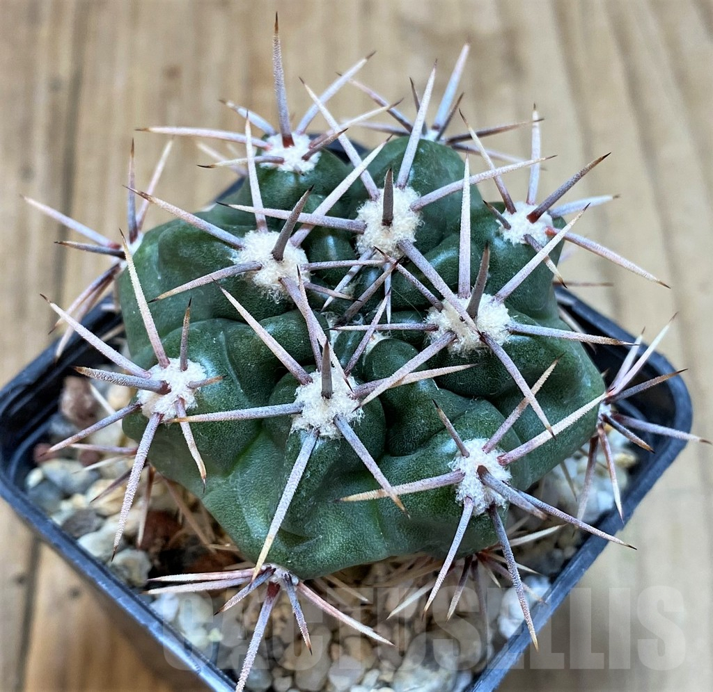 SH130 Gymnocalycium achirasense