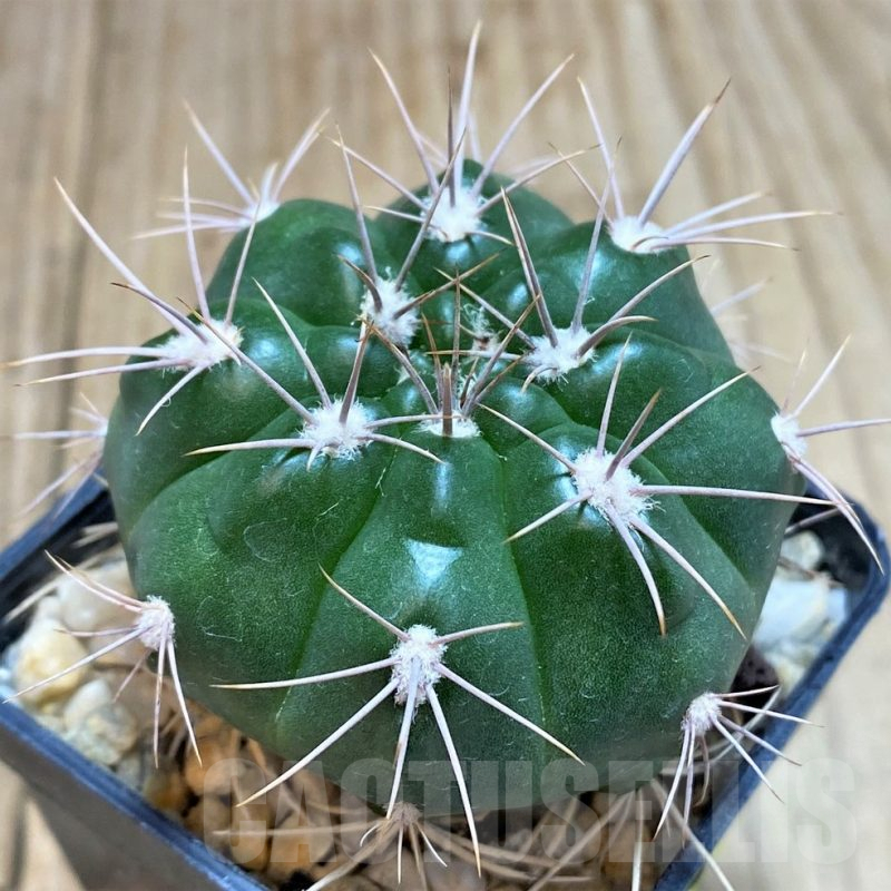 SH121 Gymnocalycium valnicekianum