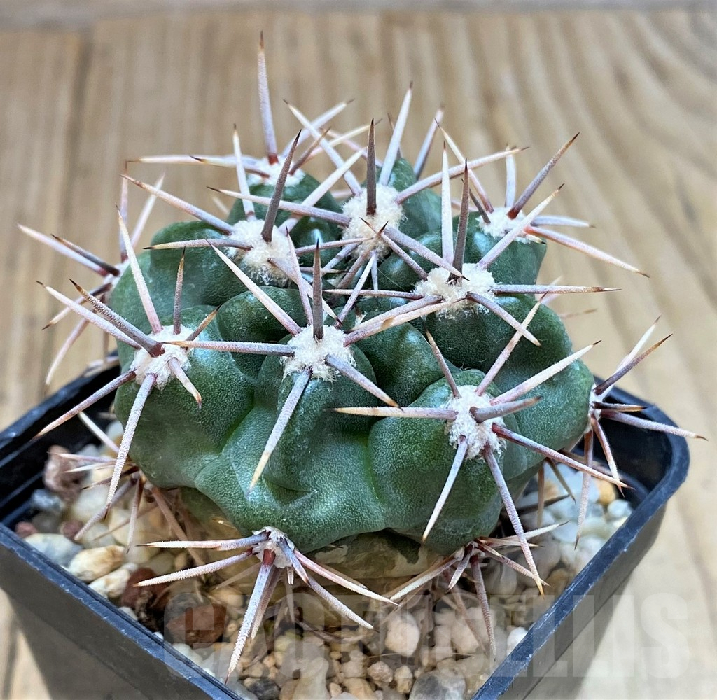 SH130 Gymnocalycium achirasense - Obrázek 2