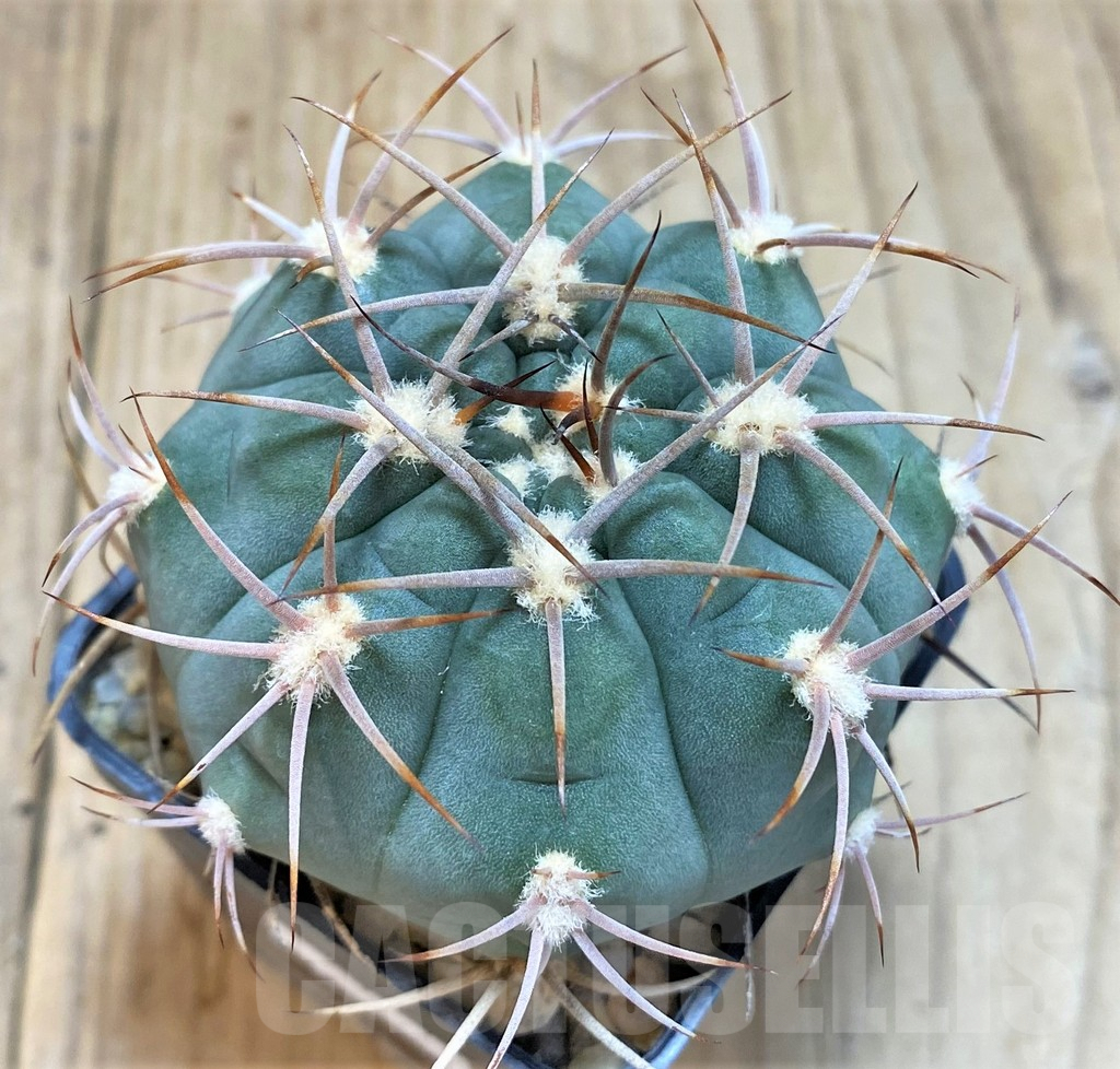 SH131 Gymnocalycium ambatoense - Obrázek 2