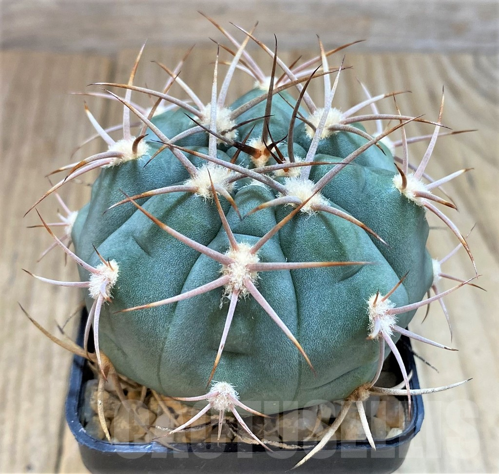 SH131 Gymnocalycium ambatoense