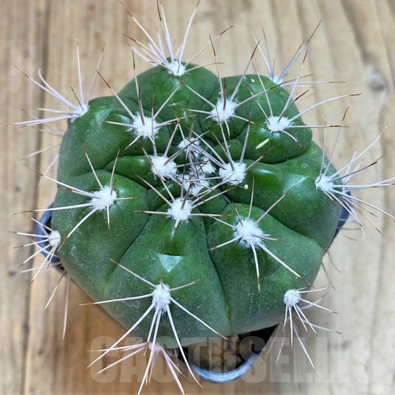 SH139 Gymnocalycium valnicekianum