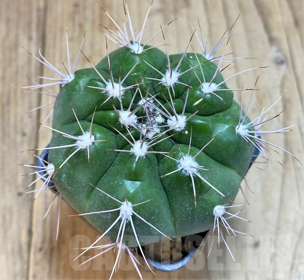 SH139 Gymnocalycium valnicekianum