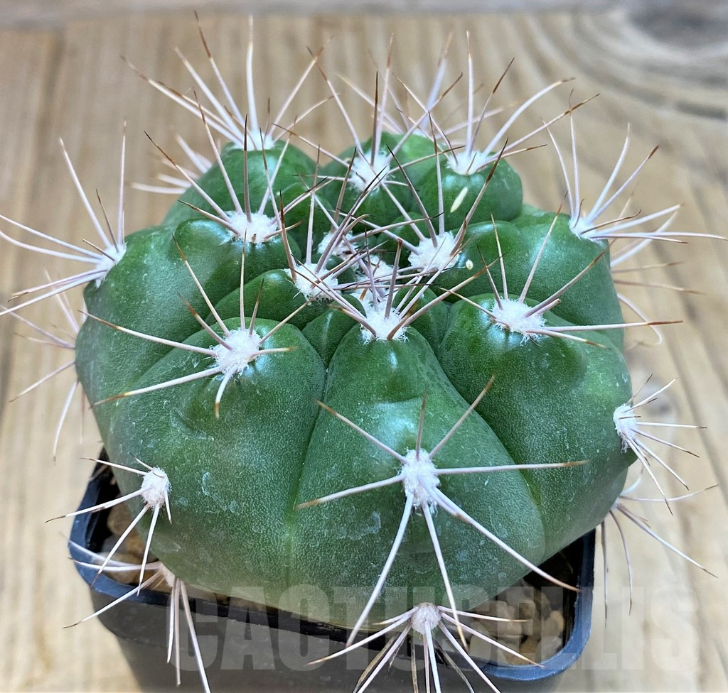SH139 Gymnocalycium valnicekianum - immagine 2