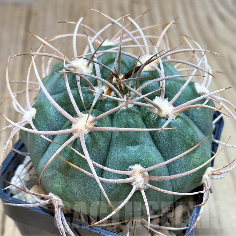 SH122 Gymnocalycium ambatoense