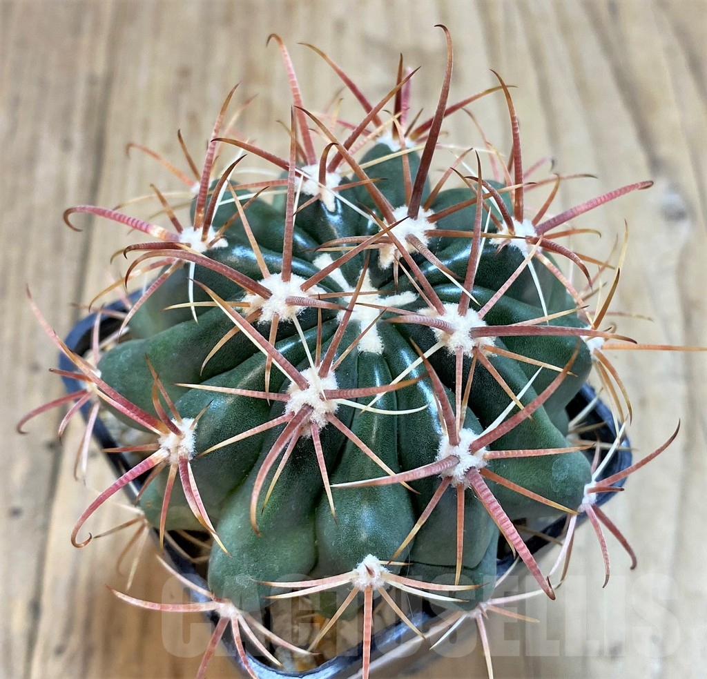 SH140 Ferocactus fordii - Imagen 2