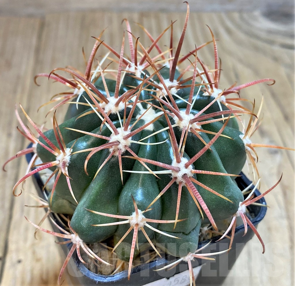 SH140 Ferocactus fordii