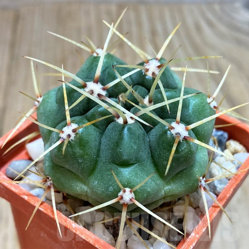 SH143 Gymnocalycium monvillei v. steineri