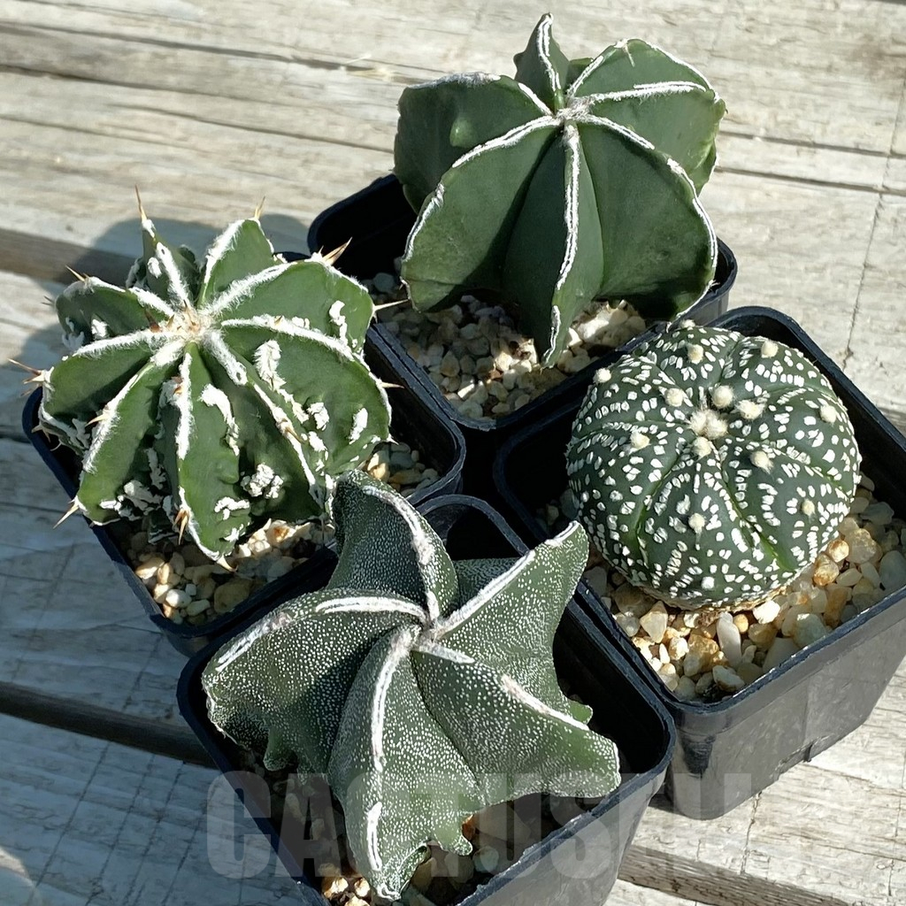 SET17 Astrophytum hybrid mix, 4 plants