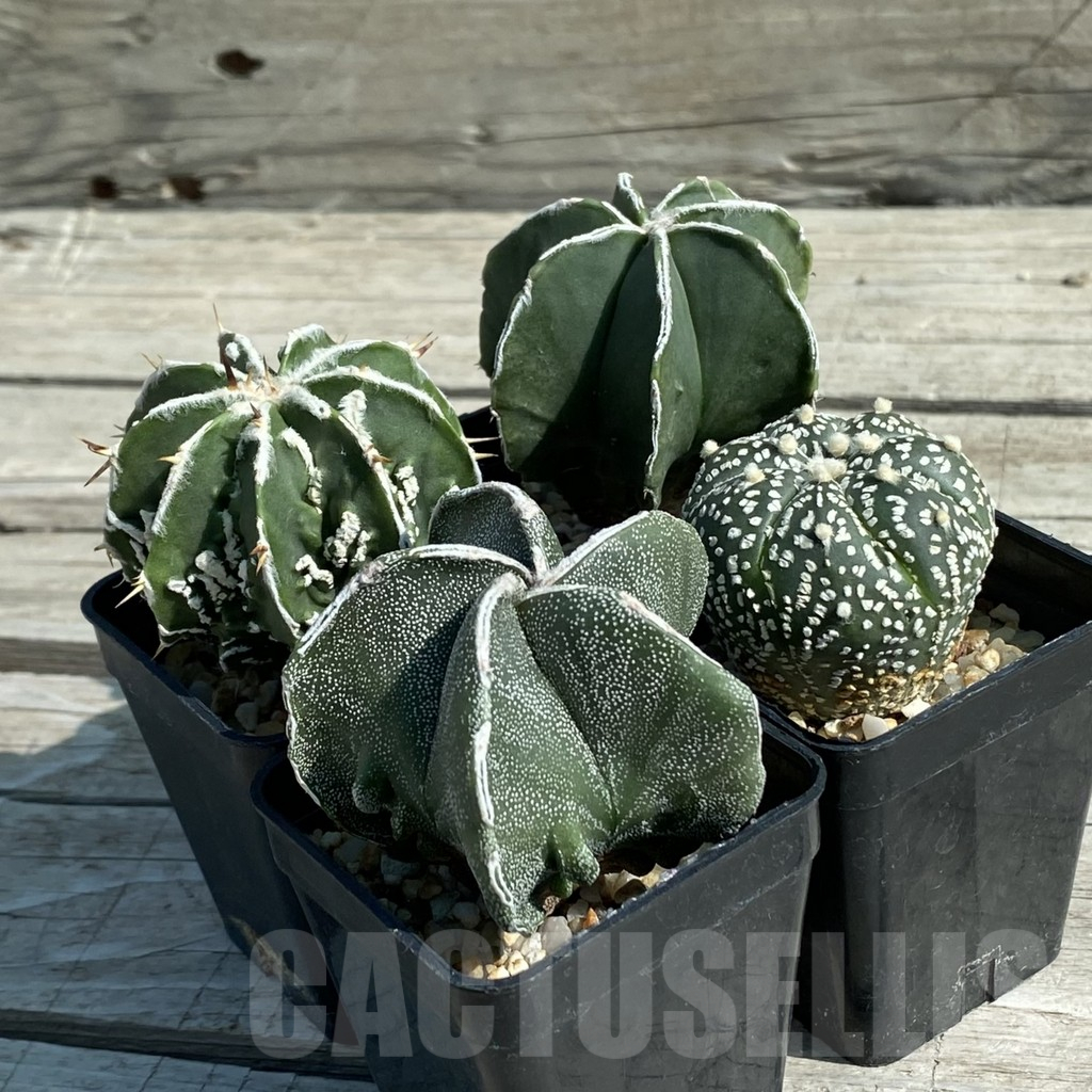 SET17 Astrophytum hybrid mix, 4 plants - Imagen 2