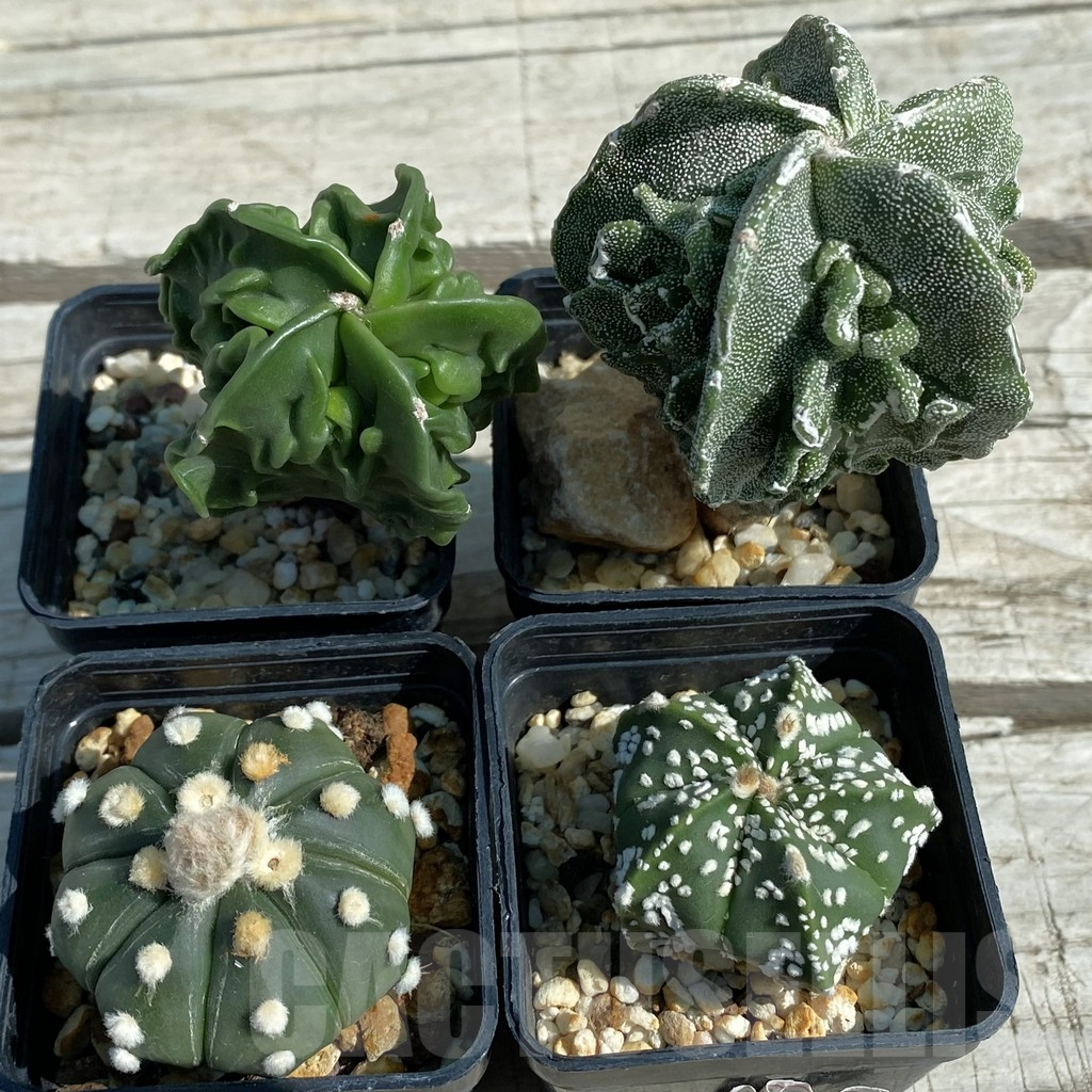 SET16 Astrophytum hybrid mix, 4 plants