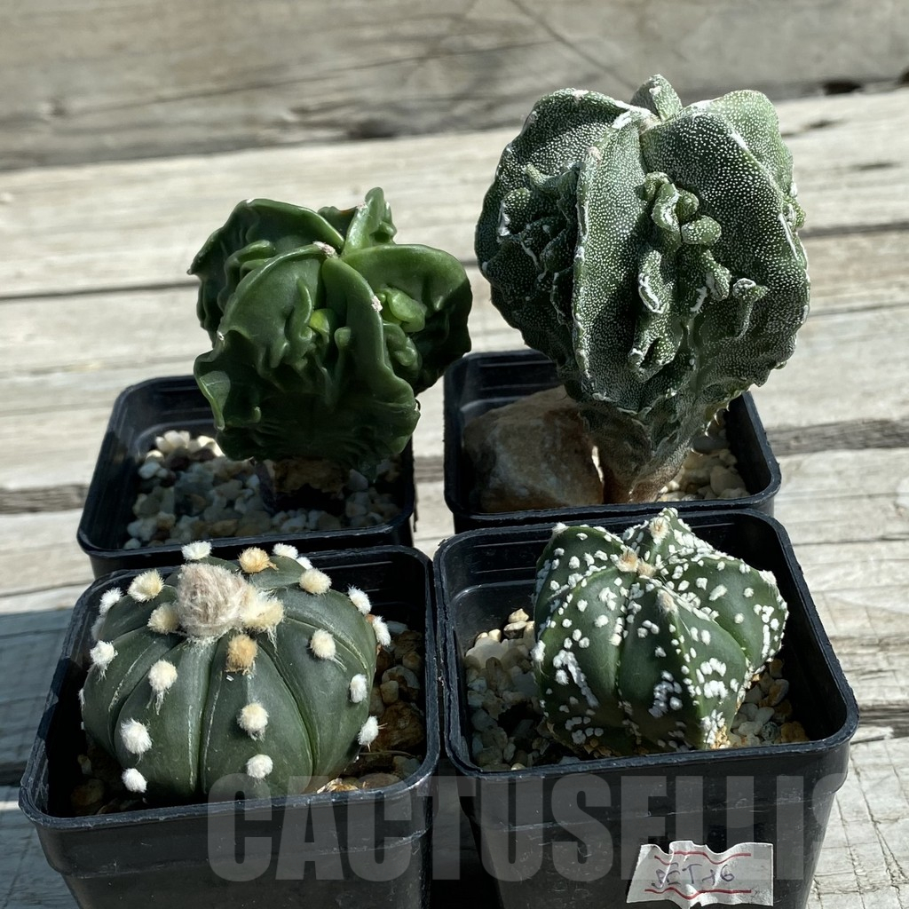 SET16 Astrophytum hybrid mix, 4 plants - Зображення 2
