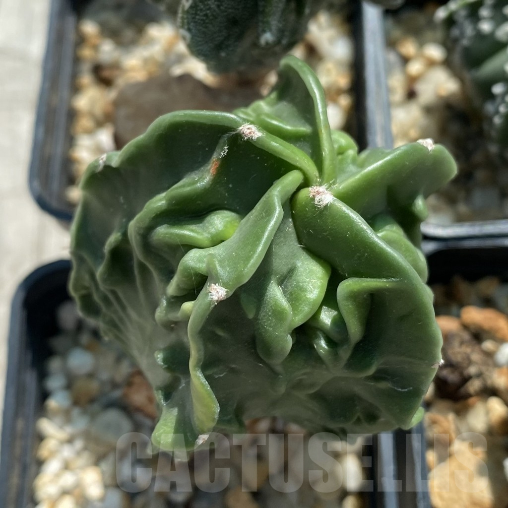 SET16 Astrophytum hybrid mix, 4 plants - Зображення 3