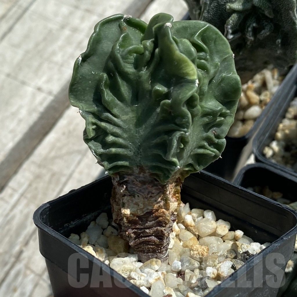 SET16 Astrophytum hybrid mix, 4 plants - Зображення 4