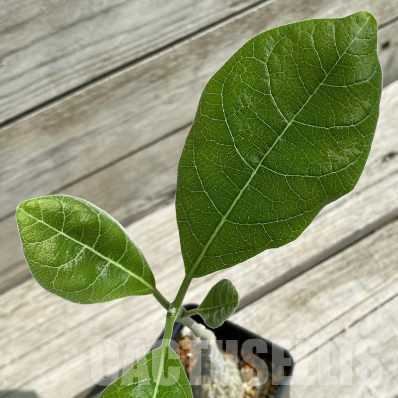 SH12057 Fockea multiflora