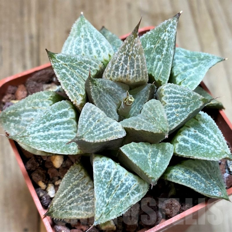 SH1366 Haworthia magnifica v. splendens x retusa