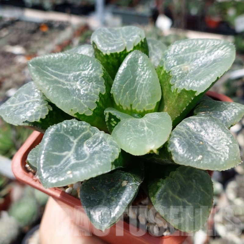 LOT562 10 SEEDS Haworthia 'Ikeda Glass Kotobuki' 2023