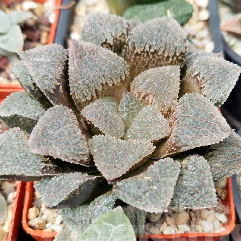 LOT565 10 SEEDS Haworthia 'Gumijo 2023