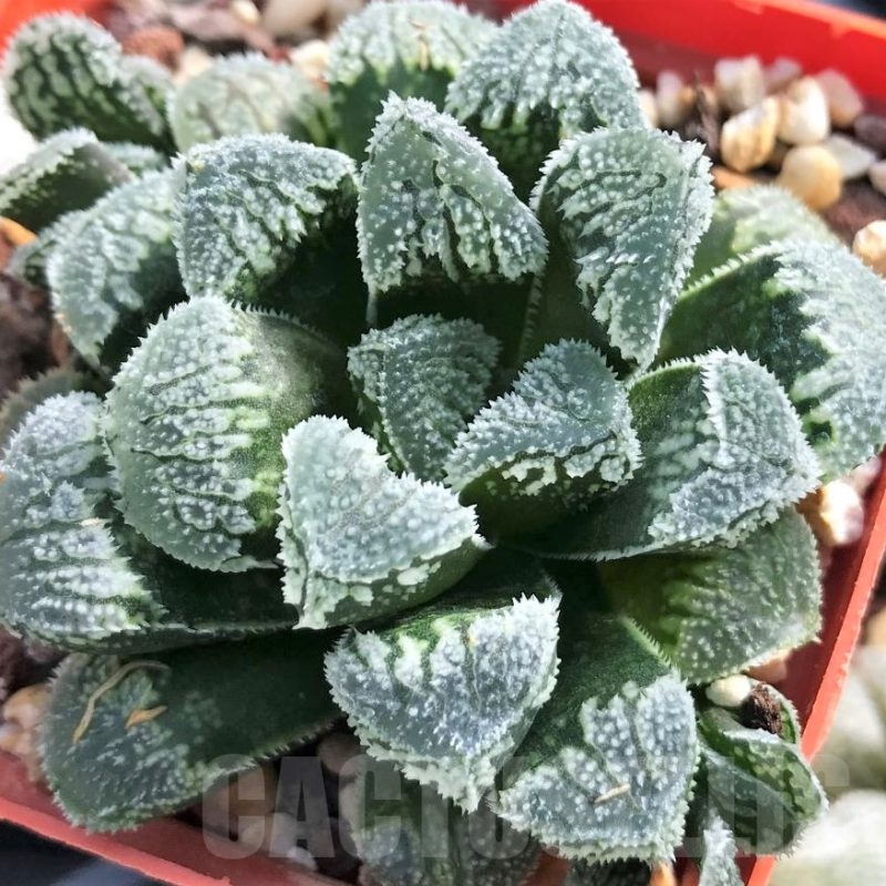 LOT566 10 SEEDS Haworthia 'Kegazato' hybrid MIX 2023