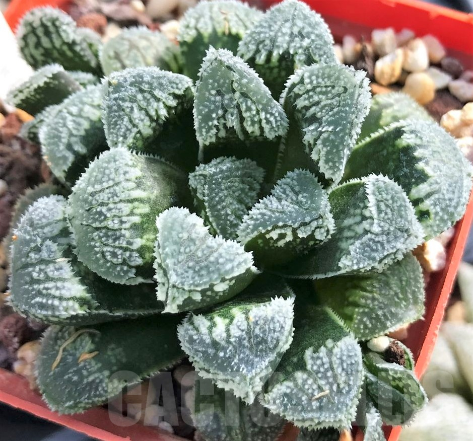 LOT566 10 SEEDS Haworthia 'Kegazato' hybrid MIX 2023