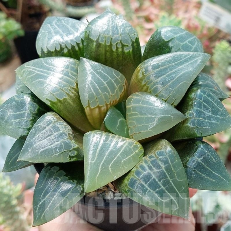 LOT570 10 SEEDS Haworthia comptoniana x retusa 2023
