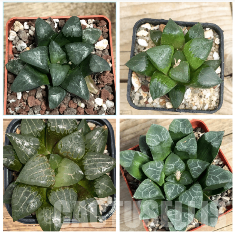 LOT571 10 SEEDS Haworthia bayeri mix 2023